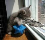 Dup(01)CatWatch
