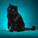 Smoker cat